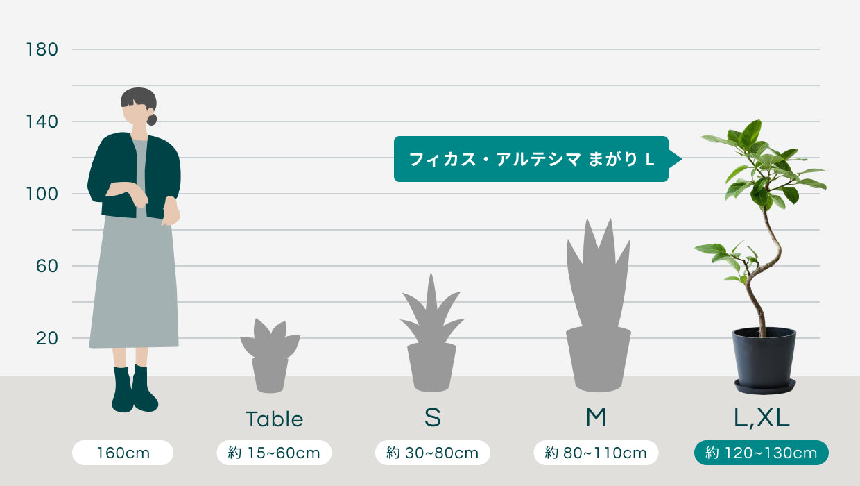 フィカス・アルテシマ まがり L〈沖縄産〉 | 観葉植物の通販 AND