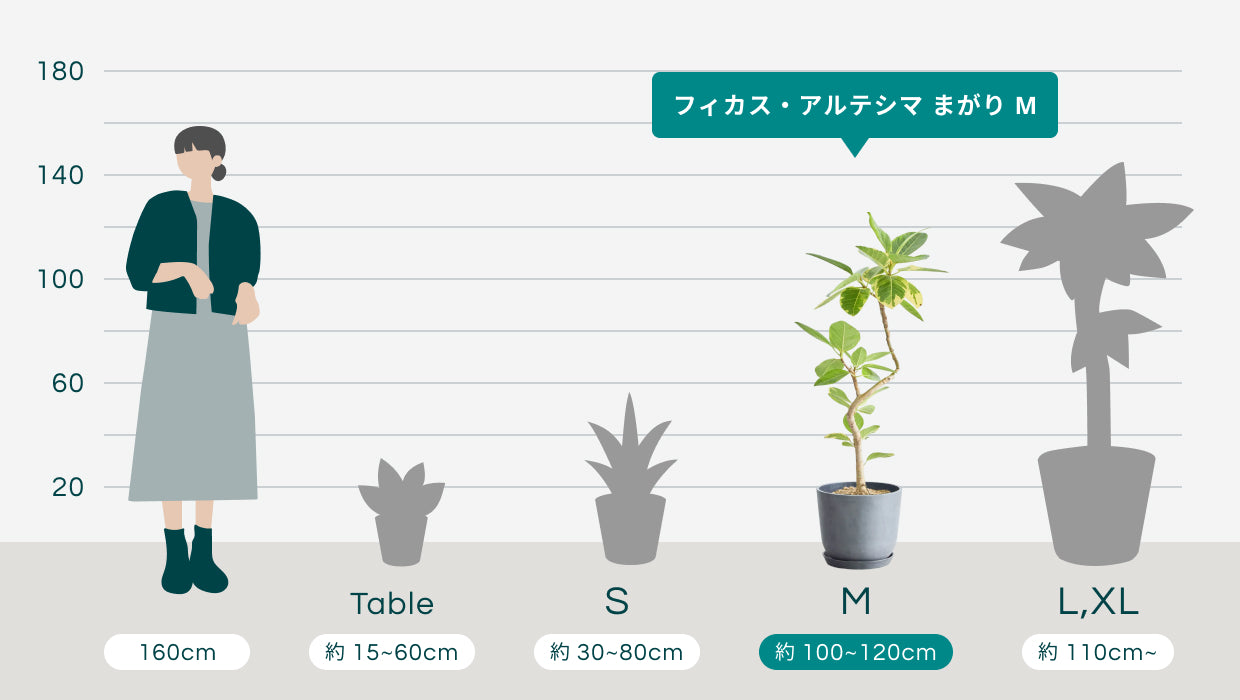 フィカス・アルテシマ まがり M 〈沖縄産〉 | 観葉植物の通販 AND