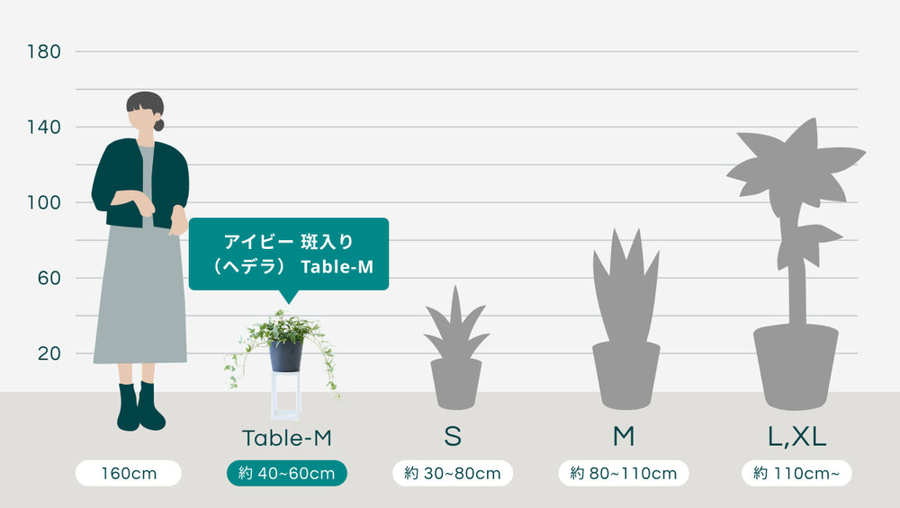 アイビー 斑入り（ヘデラ） Table-Mのサイズ