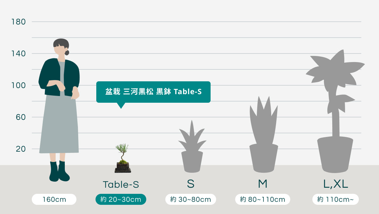 盆栽 三河黒松 黒鉢 Table-S | 観葉植物の通販 AND PLANTS (アンド