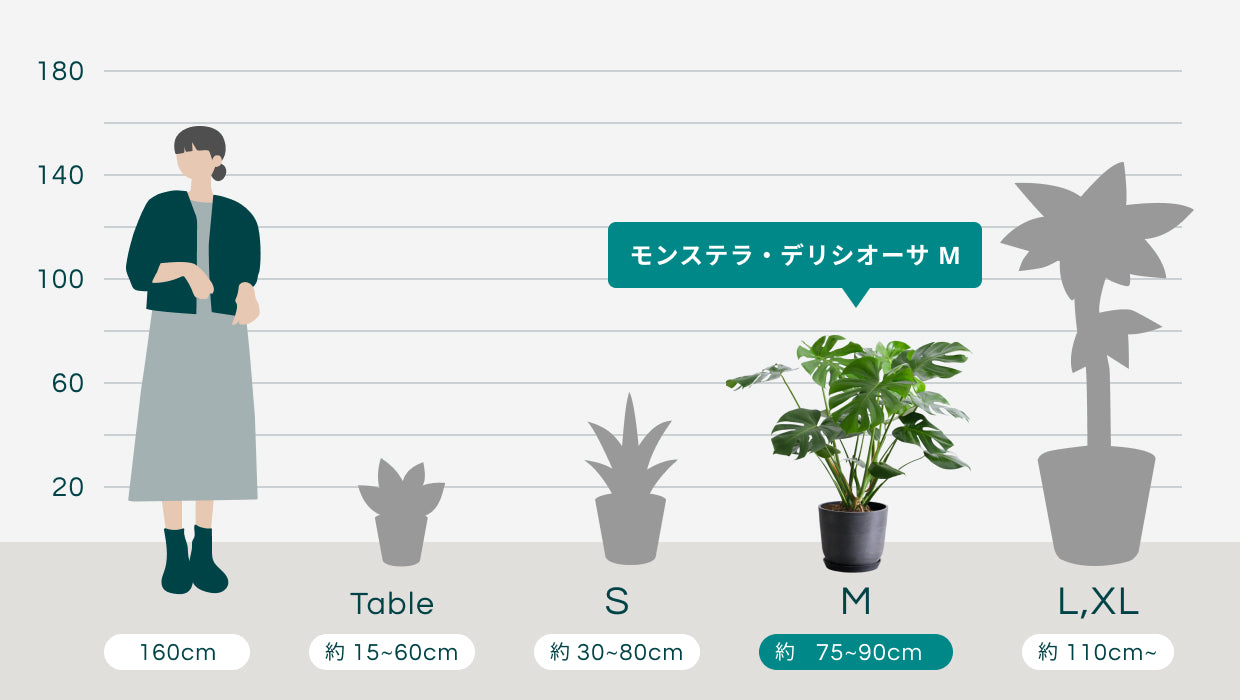 モンステラ デリシオーサ M | 観葉植物の通販 AND PLANTS (アンドプランツ)