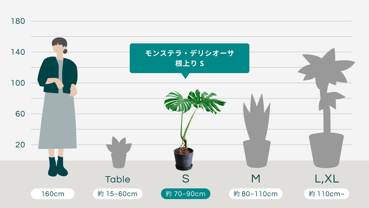 モンステラ　デリシオーサ　今シーズン増やす分予約 モンステラ デリシオーサ 【観葉植物 7号／1個売り】｜ 【植物の