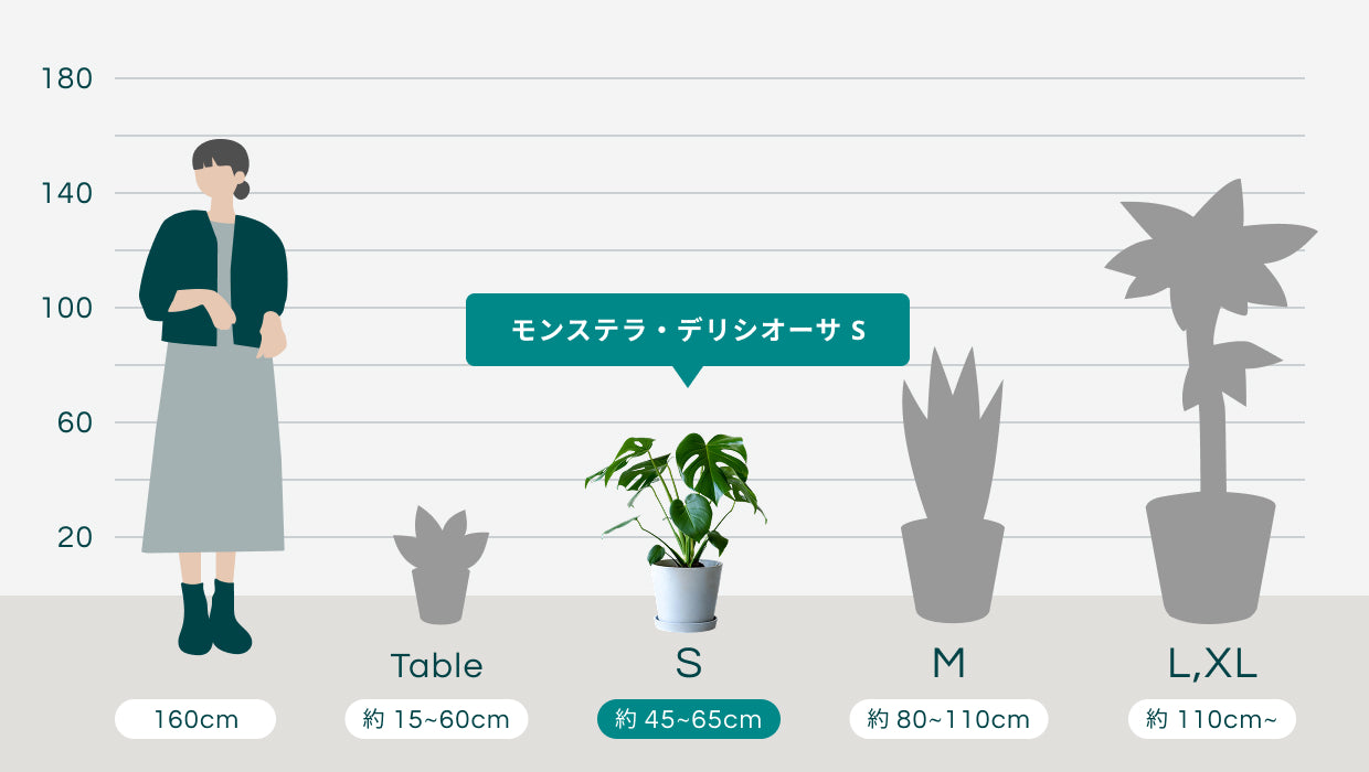 モンステラ・デリシオーサ S | 観葉植物の通販 AND PLANTS (アンド