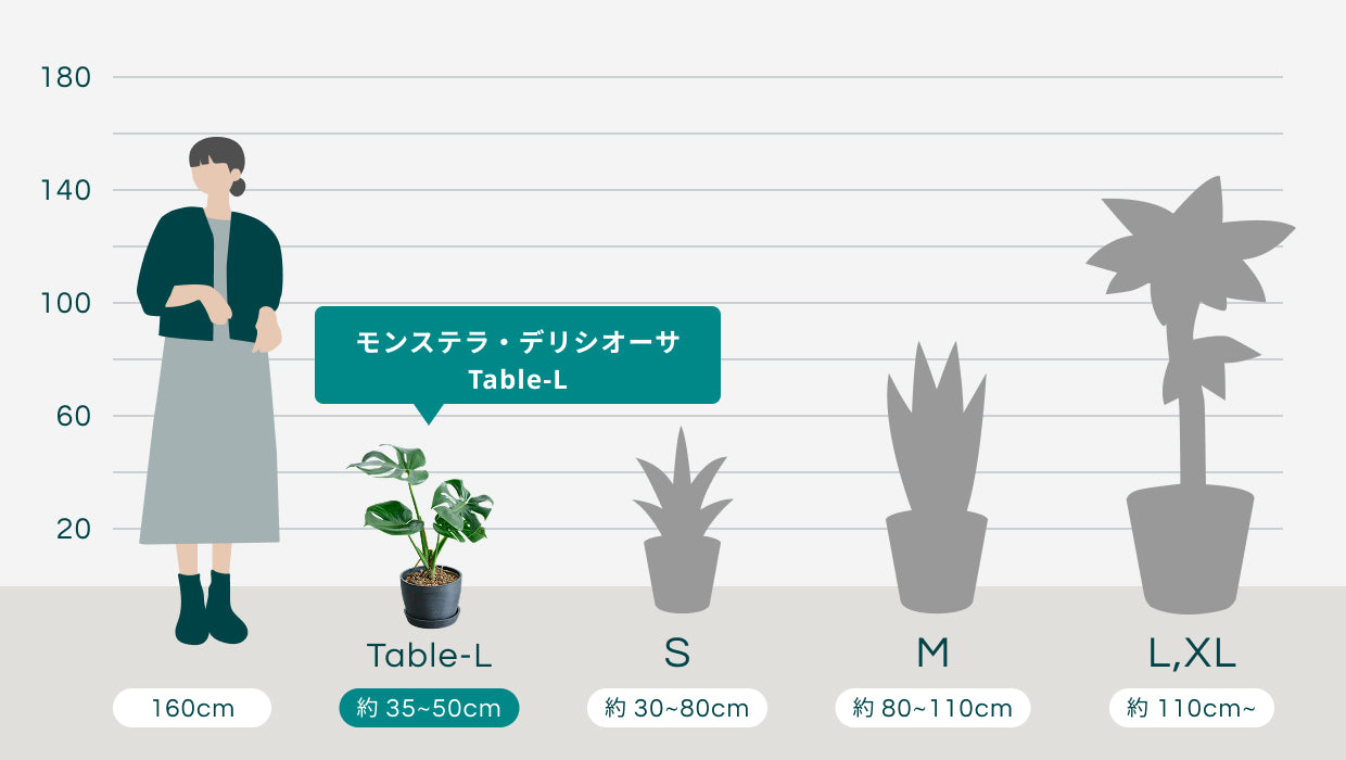 モンステラ・デリシオーサ Table-L | 観葉植物の通販 AND PLANTS