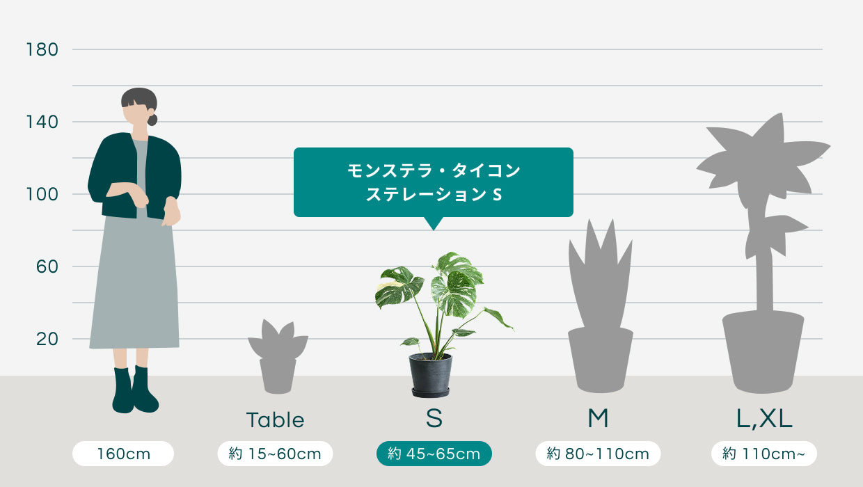 モンステラ・タイコンステレーション S | 観葉植物の通販 AND PLANTS