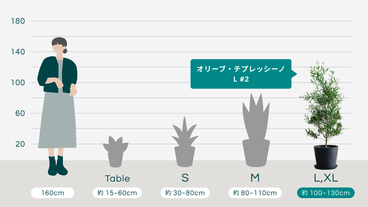 【オリーブ チプレッシーノ】特大 高さ約150cm 約21号 鉢ごと発送送料込み 観葉植物 オリーブ 10号 チプレッシーノ プラスチック鉢 | 観葉植物