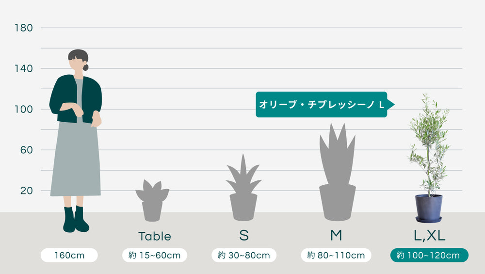 オリーブ・チプレッシーノ Lのサイズ