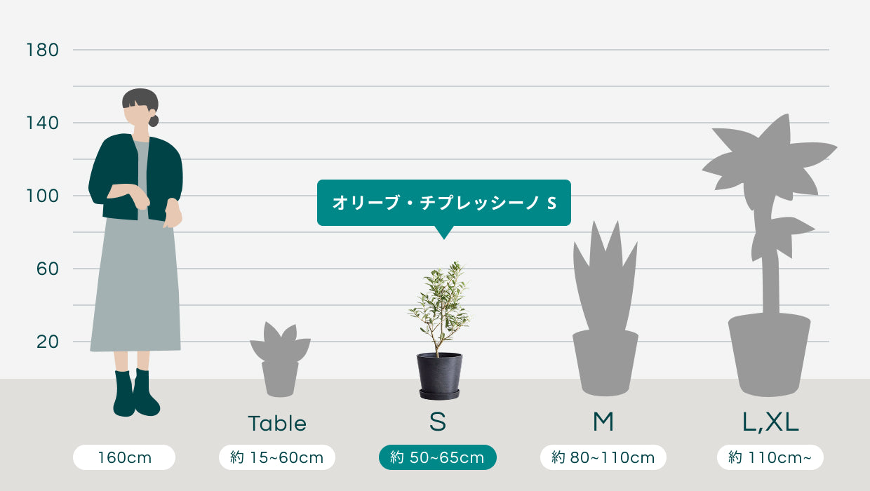 オリーブ・チプレッシーノ S | 観葉植物の通販 AND PLANTS (アンド