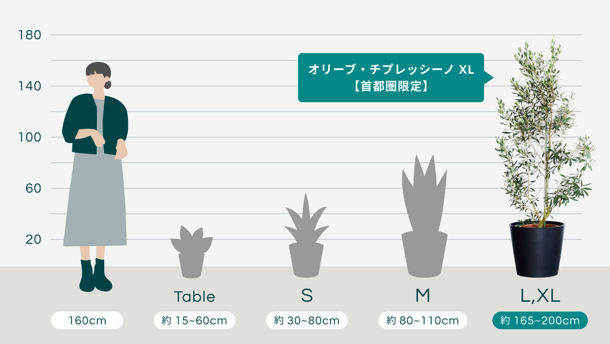 オリーブ・チプレッシーノ XL【首都圏限定】 | 観葉植物の通販 AND