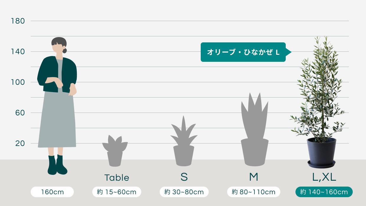 オリーブ・ひなかぜ L | 観葉植物の通販 AND PLANTS (アンドプランツ)