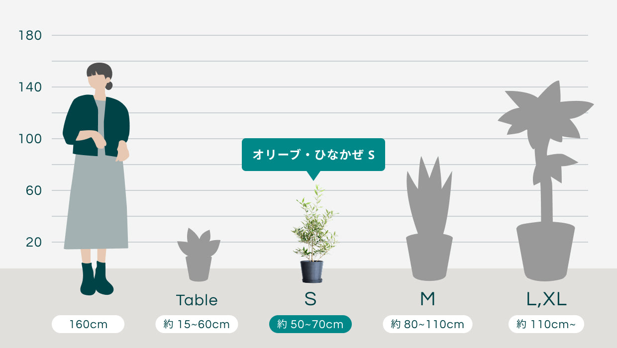 オリーブ・ひなかぜ S | 観葉植物の通販 AND PLANTS (アンドプランツ)