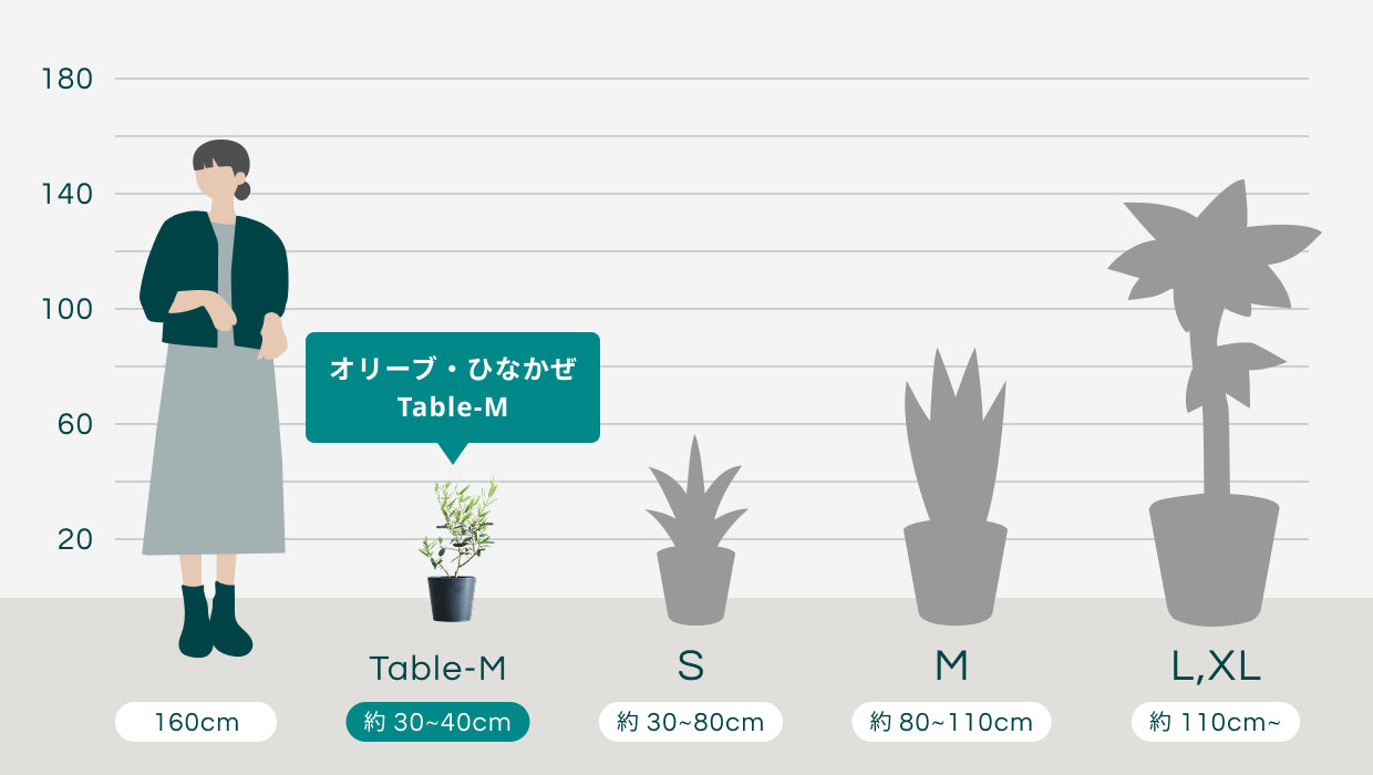 オリーブ・ひなかぜ Table-M | 観葉植物の通販 AND PLANTS (アンド