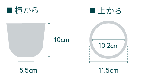 【クリアプランツ】ピレア・ペペロミオイデス Table-S　