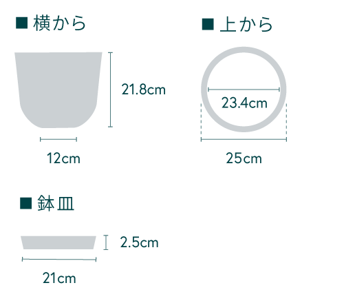 ガジュマル M