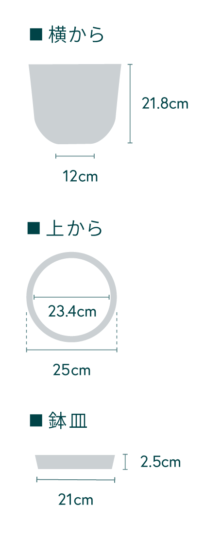 モンステラ・デリシオーサ M