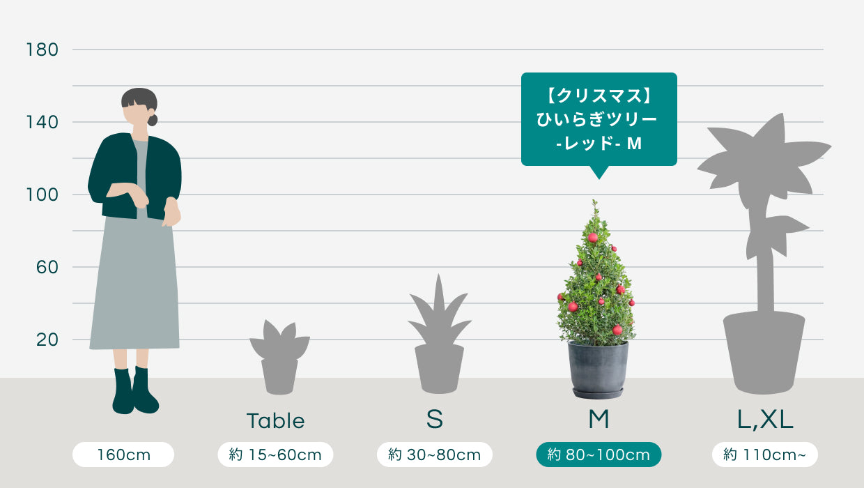 クリスマス】ひいらぎツリー -レッド- M | 観葉植物の通販 AND PLANTS