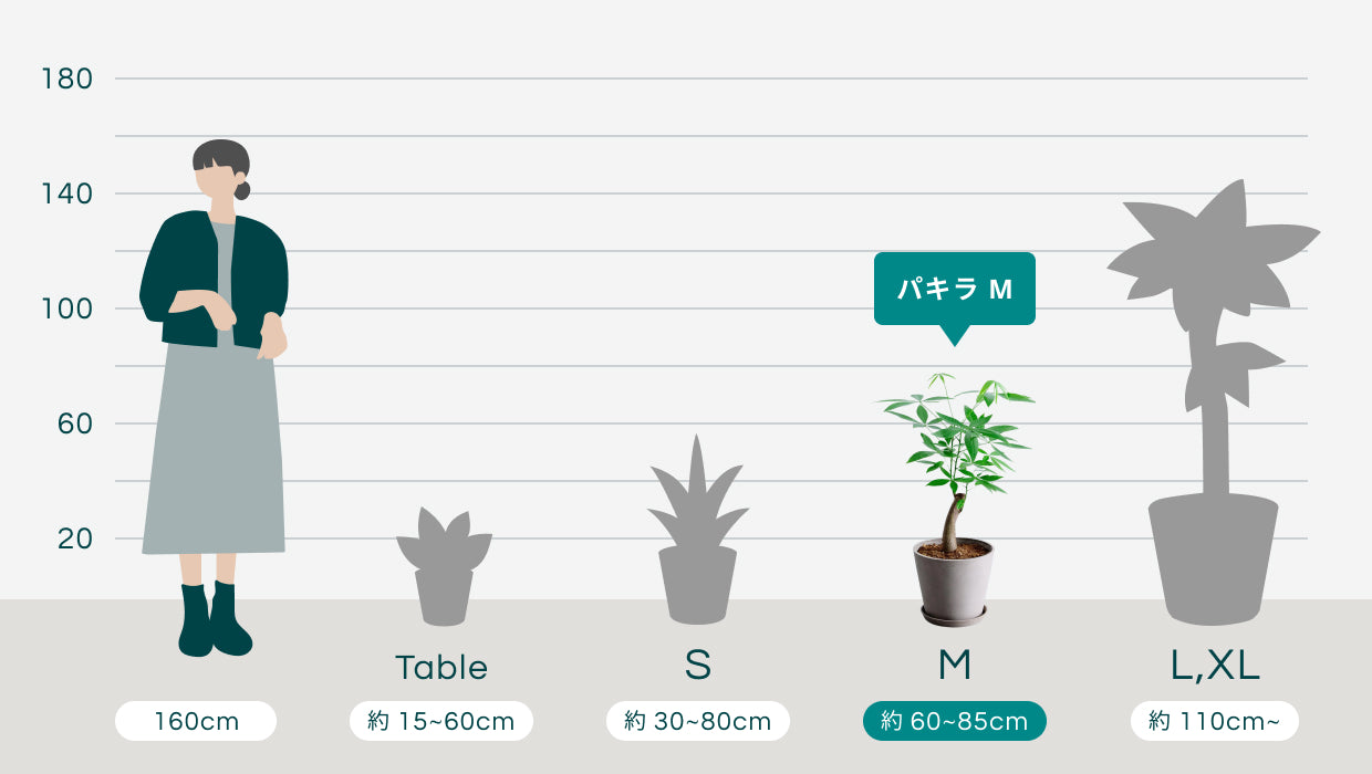 パキラ M | 観葉植物の通販 AND PLANTS (アンドプランツ)