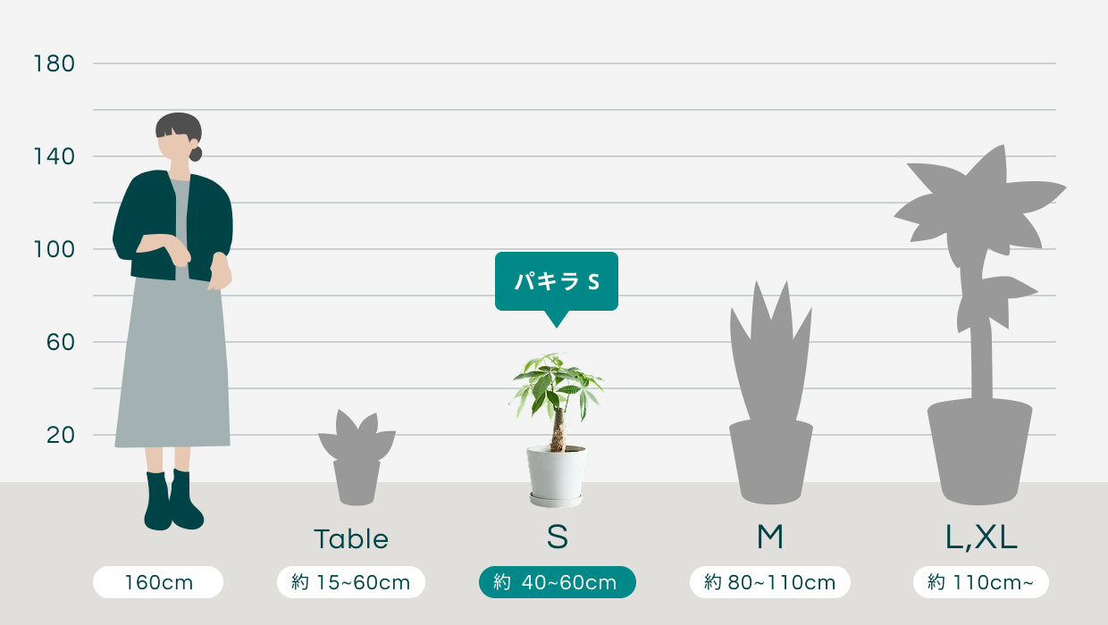 パキラ S | 観葉植物の通販 AND PLANTS (アンドプランツ)