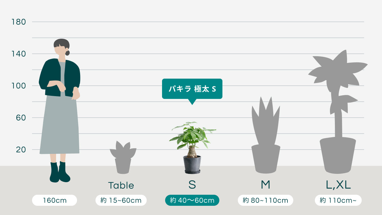 パキラ 極太 S | 観葉植物の通販 AND PLANTS (アンドプランツ)