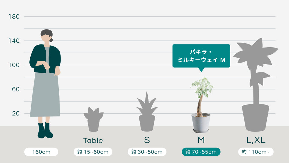 パキラ・ミルキーウェイ Mのサイズ