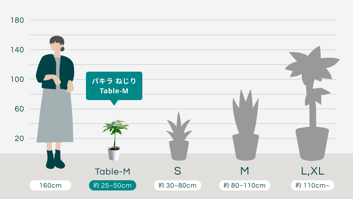 パキラ ねじり Table-M | 観葉植物の通販 AND PLANTS (アンドプランツ)