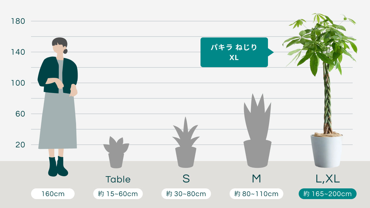 パキラ ねじり XL 【首都圏限定】 | 観葉植物の通販 AND PLANTS