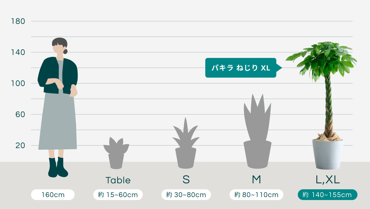 パキラ ねじり XL【全国発送可能】 | 観葉植物の通販 AND PLANTS