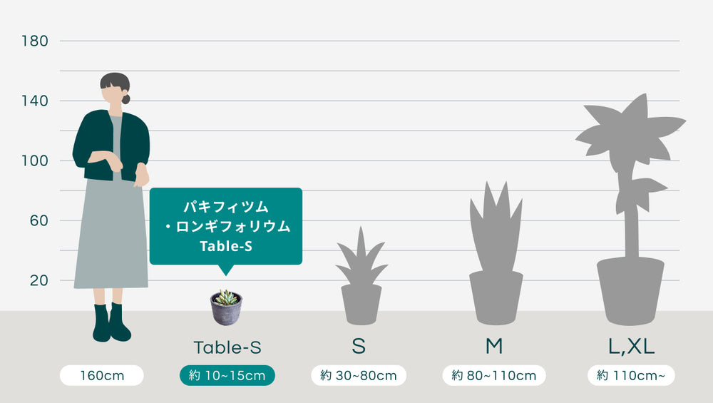パキフィツム・ロンギフォリウム Table-Sのサイズ
