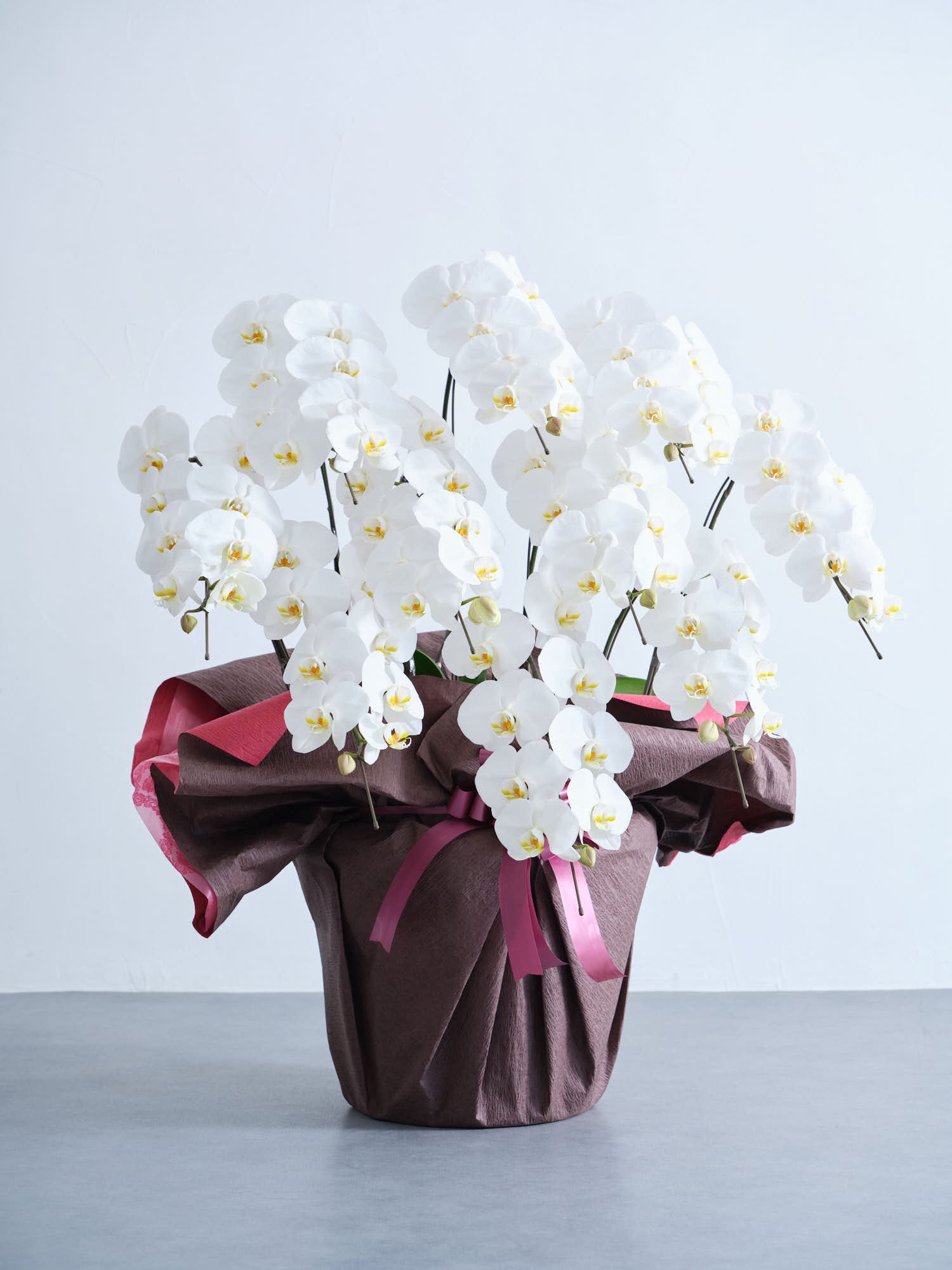 胡蝶蘭10本立 90輪 -brown- | 観葉植物・お花の通販 AND PLANTS