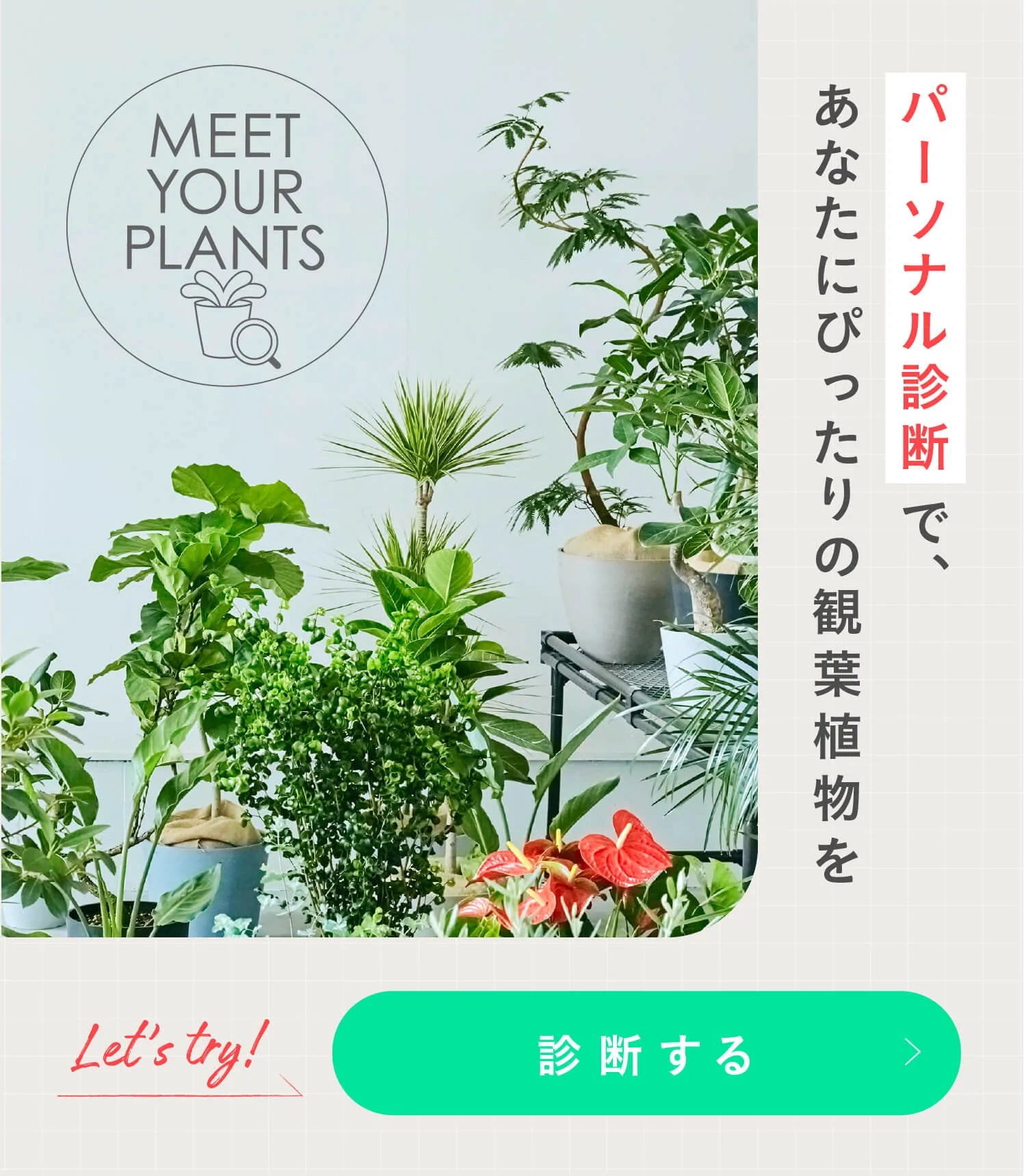 AND PLANTS (アンドプランツ) | 観葉植物・お花の通販