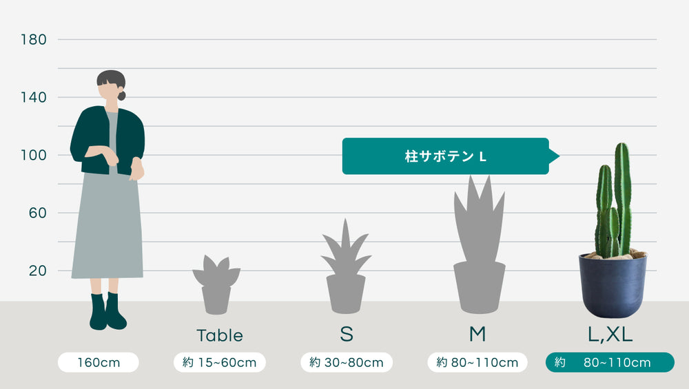 柱サボテン Lのサイズ