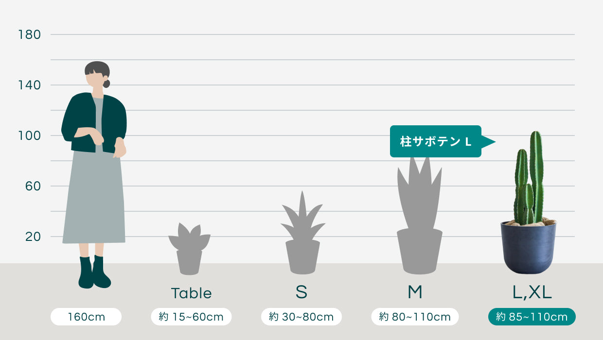 柱サボテン L | 観葉植物の通販 AND PLANTS (アンドプランツ)