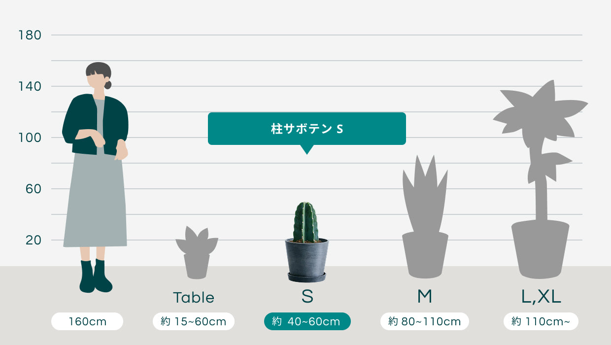 柱サボテン S | 観葉植物の通販 AND PLANTS (アンドプランツ)