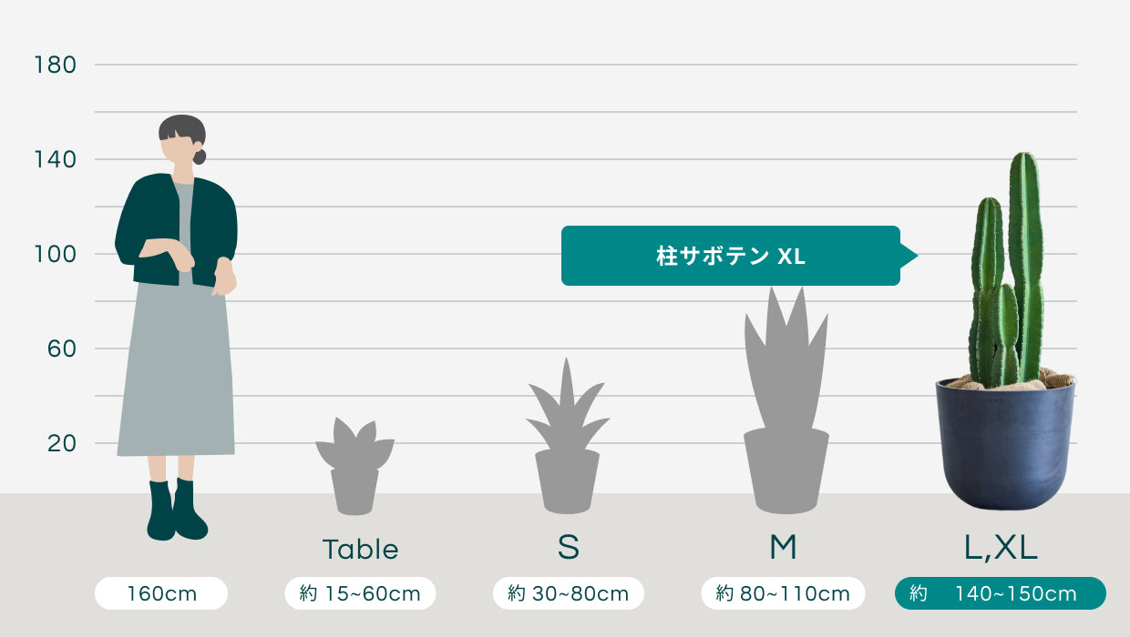 柱サボテン XL 【全国発送可能】 | 観葉植物の通販 AND PLANTS (アンド