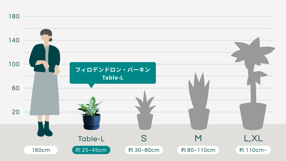 フィロデンドロン・バーキン Table-Lのサイズ