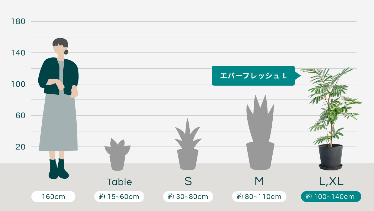 エバーフレッシュ L | 観葉植物の通販 AND PLANTS (アンドプランツ)