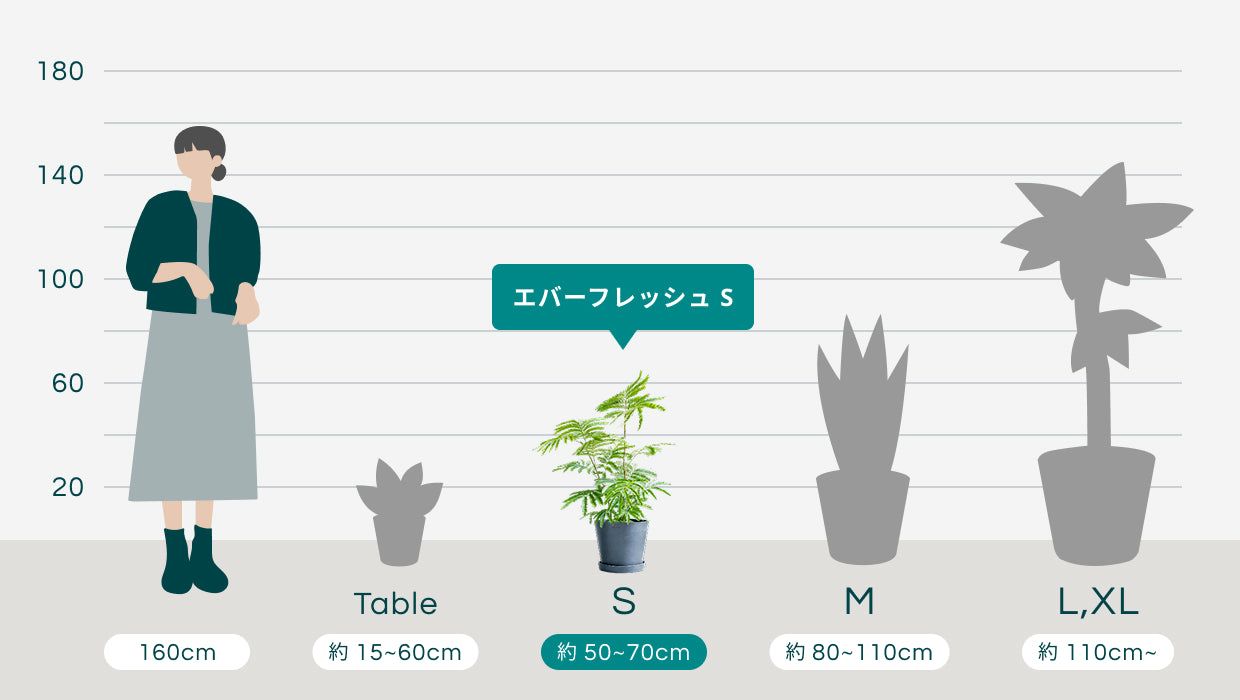 エバーフレッシュ S | 観葉植物の通販 AND PLANTS (アンドプランツ)