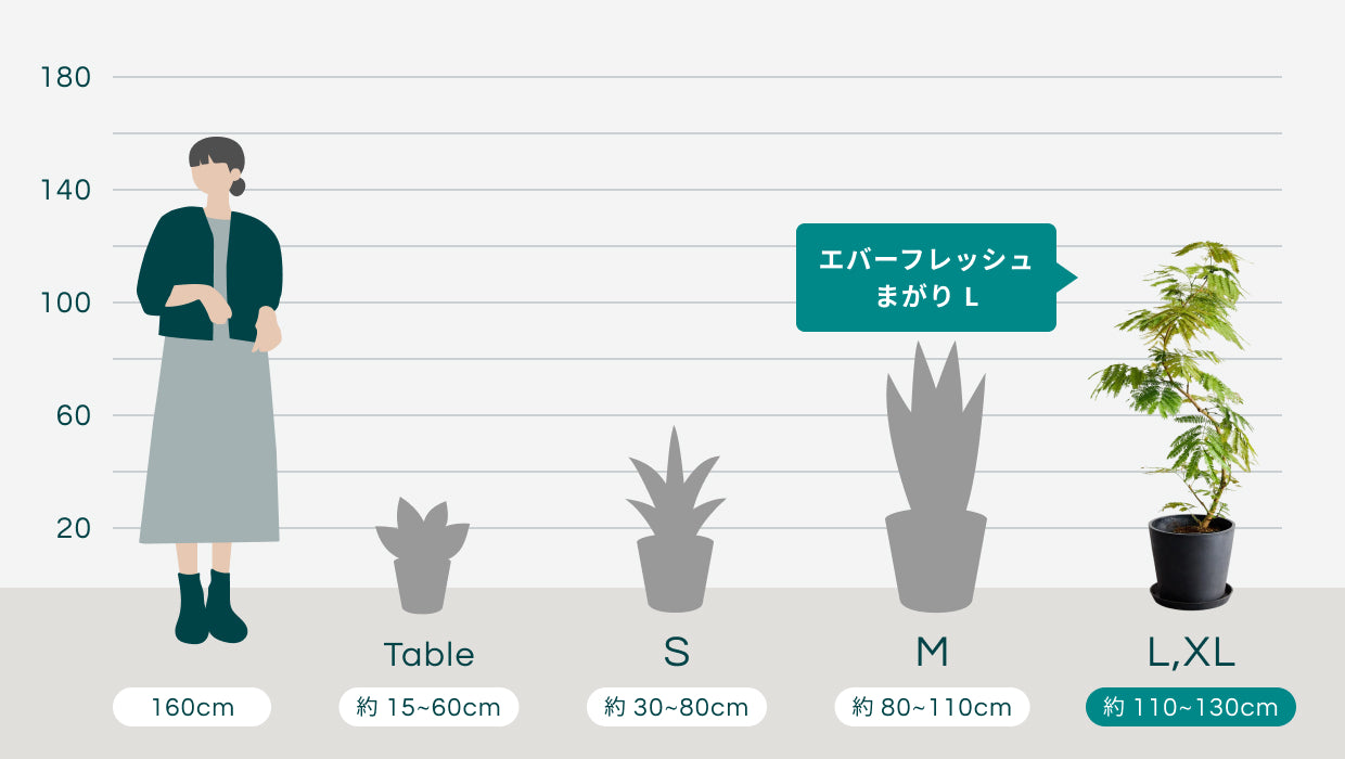 エバーフレッシュ まがり L | 観葉植物の通販 AND PLANTS (アンドプランツ)