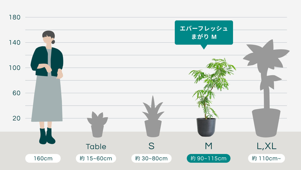 エバーフレッシュ まがり Mのサイズ