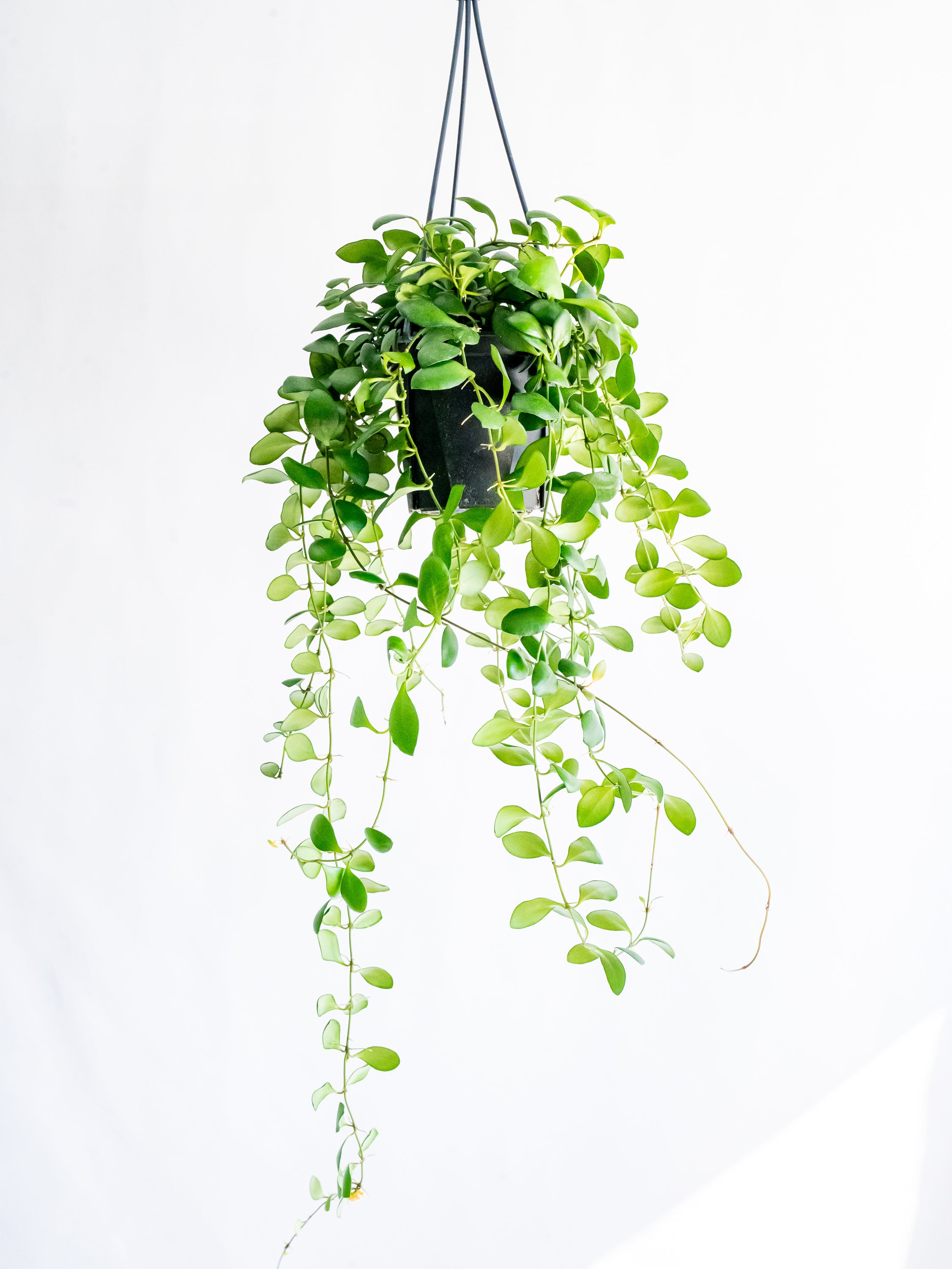 【一点もの】ホヤ・ヘウスケリアナ ハンギング #1