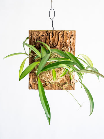 【一点もの】ホヤ・ケンティアナ・グリーン 板付 #2