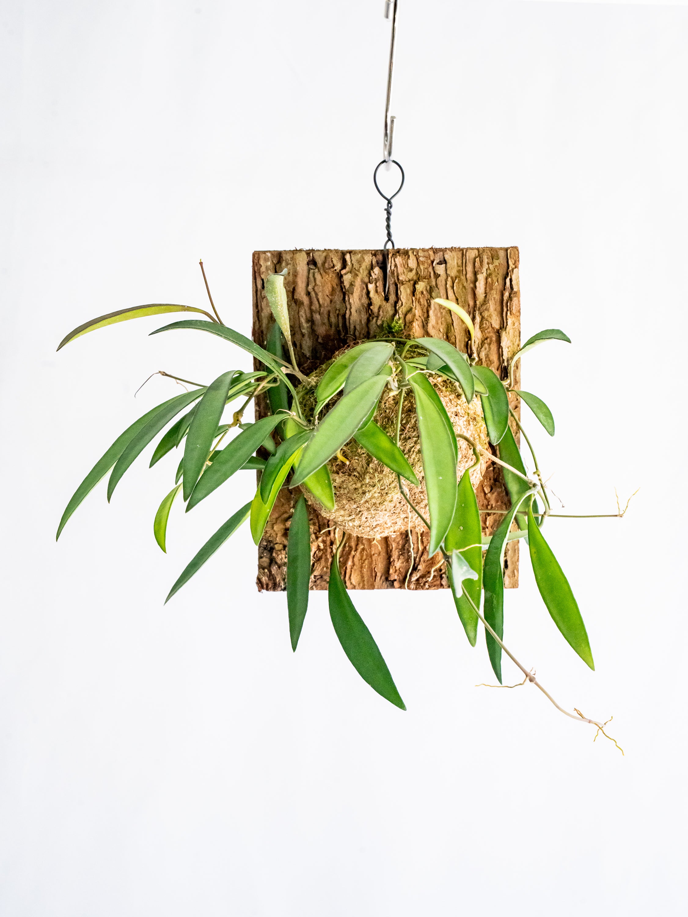 【一点もの】ホヤ・ケンティアナ・グリーン 板付 #3