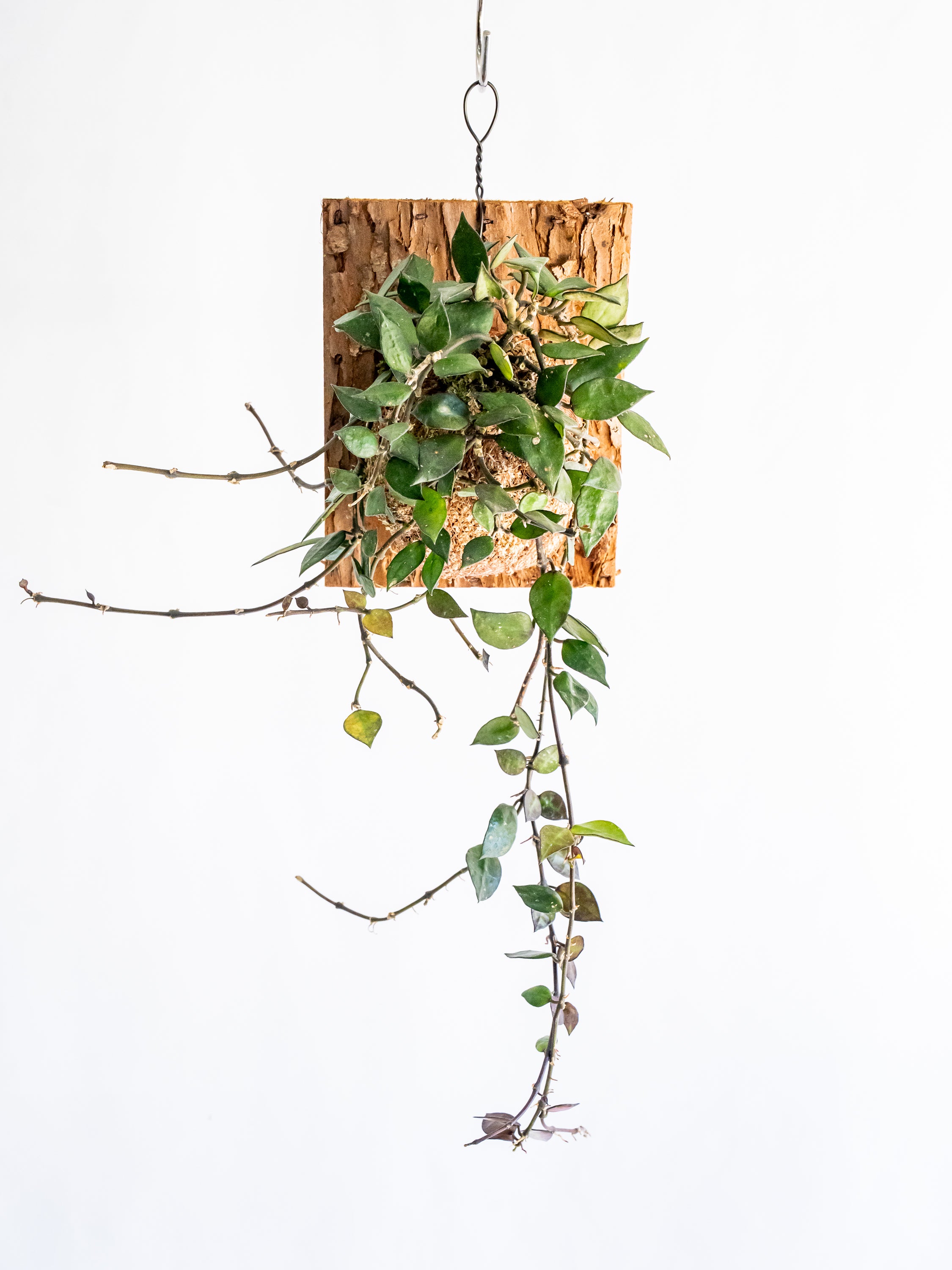 【一点もの】ホヤ・クローニアナ・ブラック 板付 #2