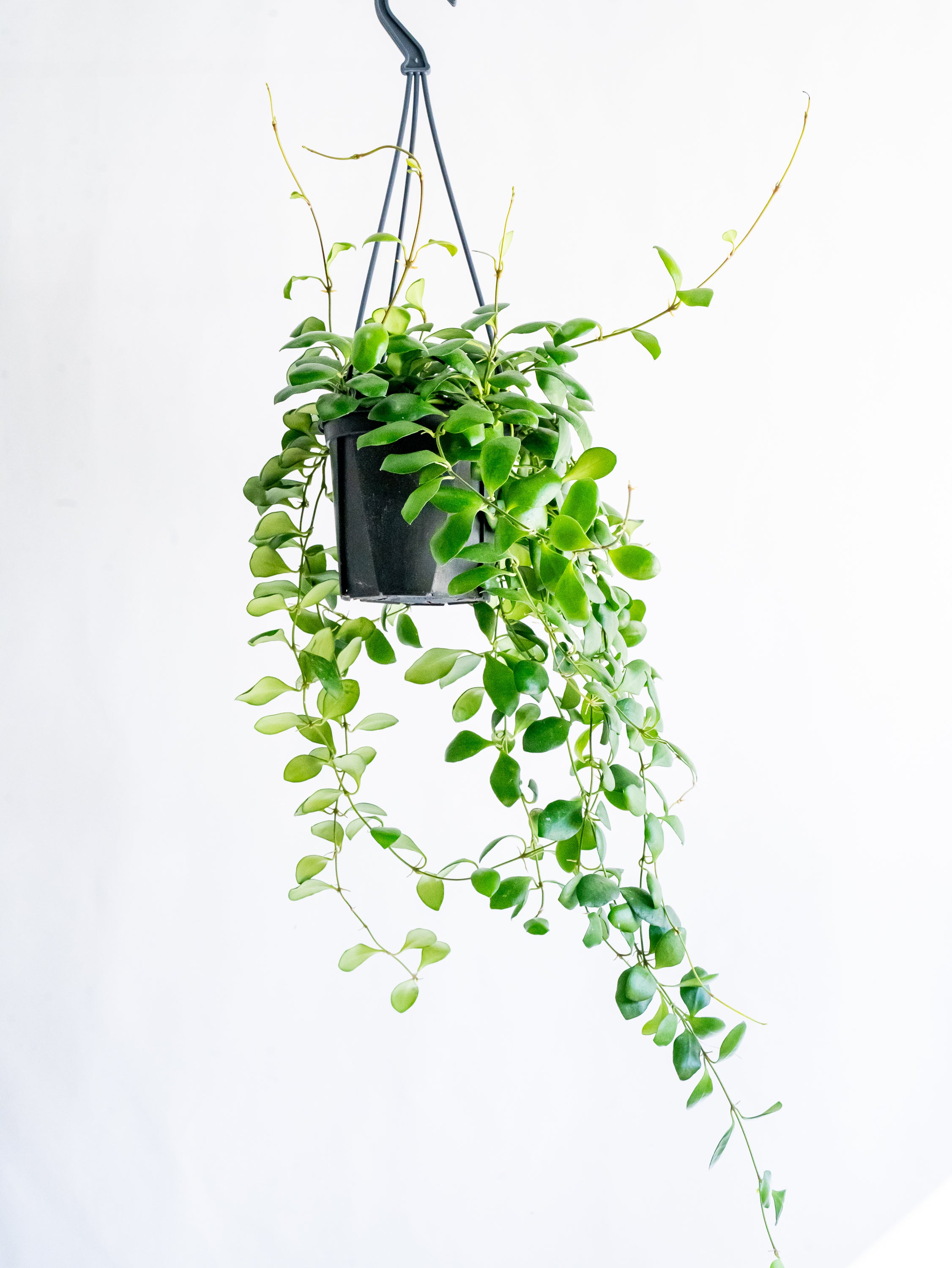 【一点もの】ホヤ・ヘウスケリアナ ハンギング #4