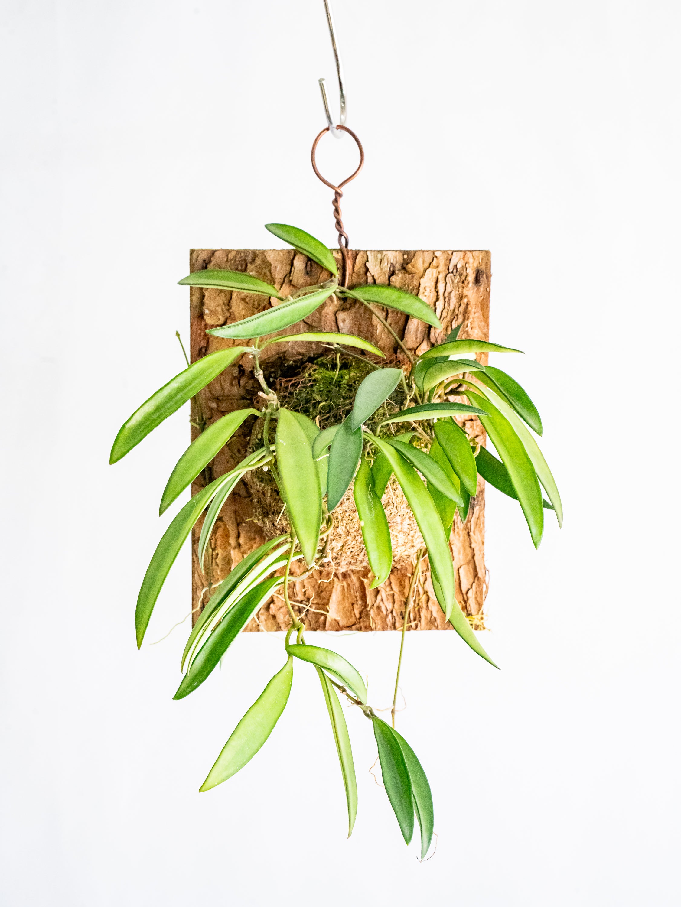 【一点もの】ホヤ・ケンティアナ・グリーン 板付 #4