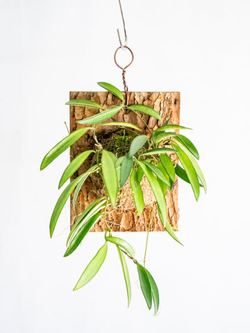 【一点もの】ホヤ・ケンティアナ・グリーン 板付 #4