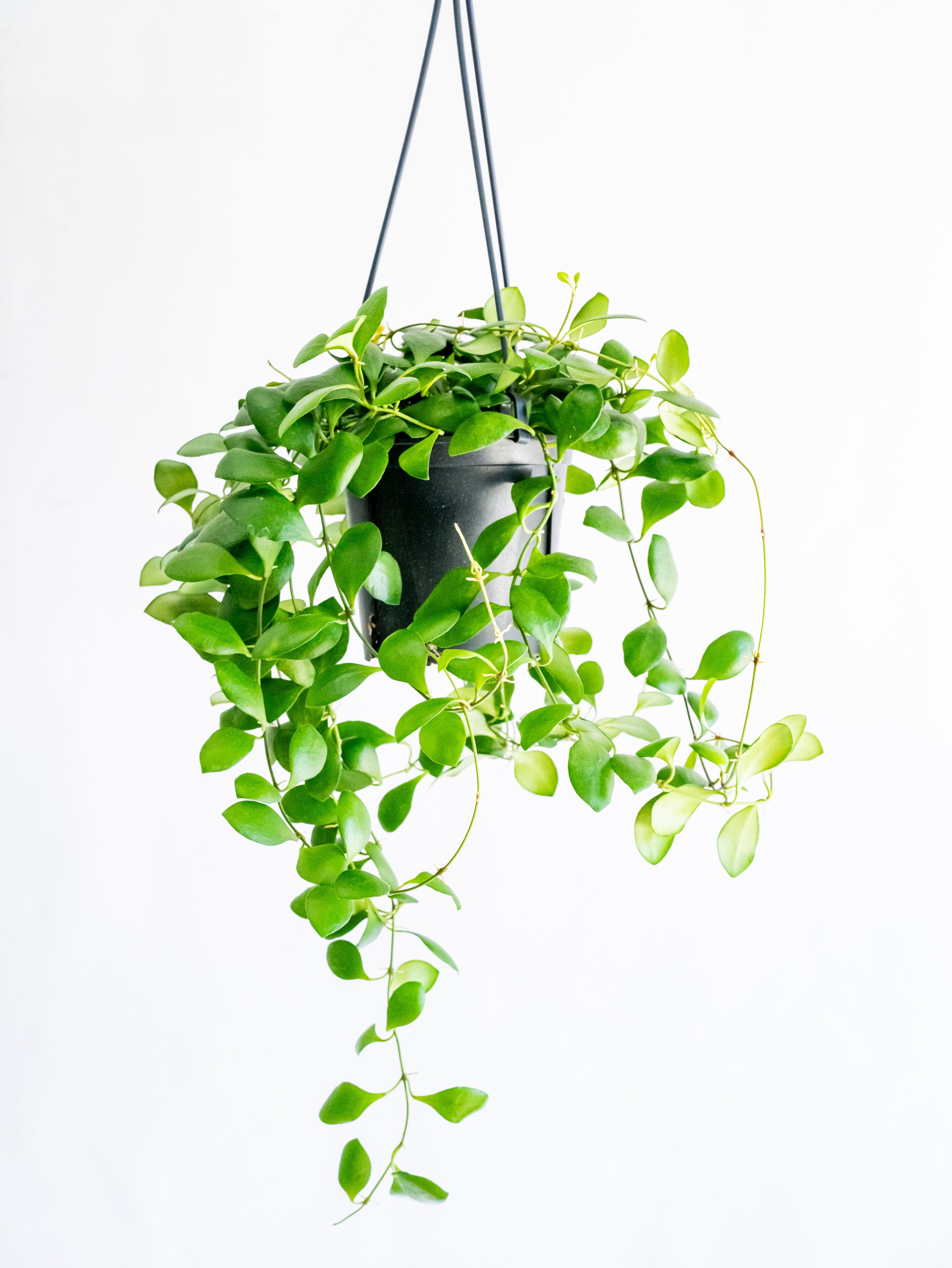 【一点もの】ホヤ・ヘウスケリアナ ハンギング #3