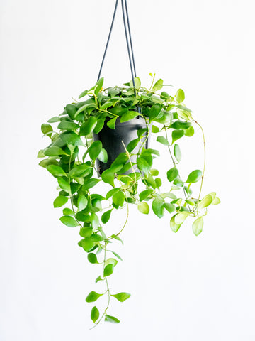 【一点もの】ホヤ・ヘウスケリアナ ハンギング #3