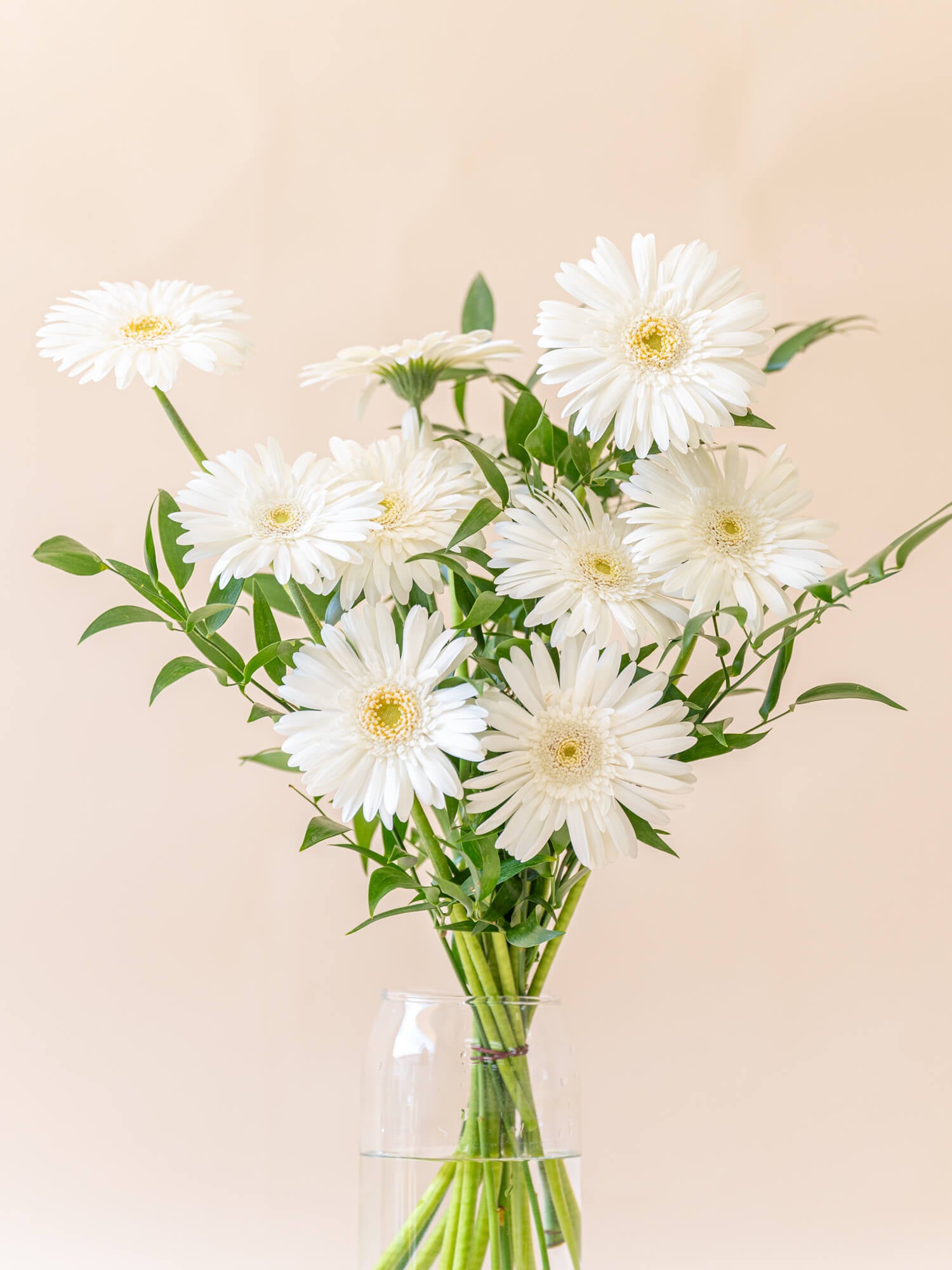 ガーベラのブーケ 10本 - ホワイト -| お花の通販 AND PLANTS (アンド ...