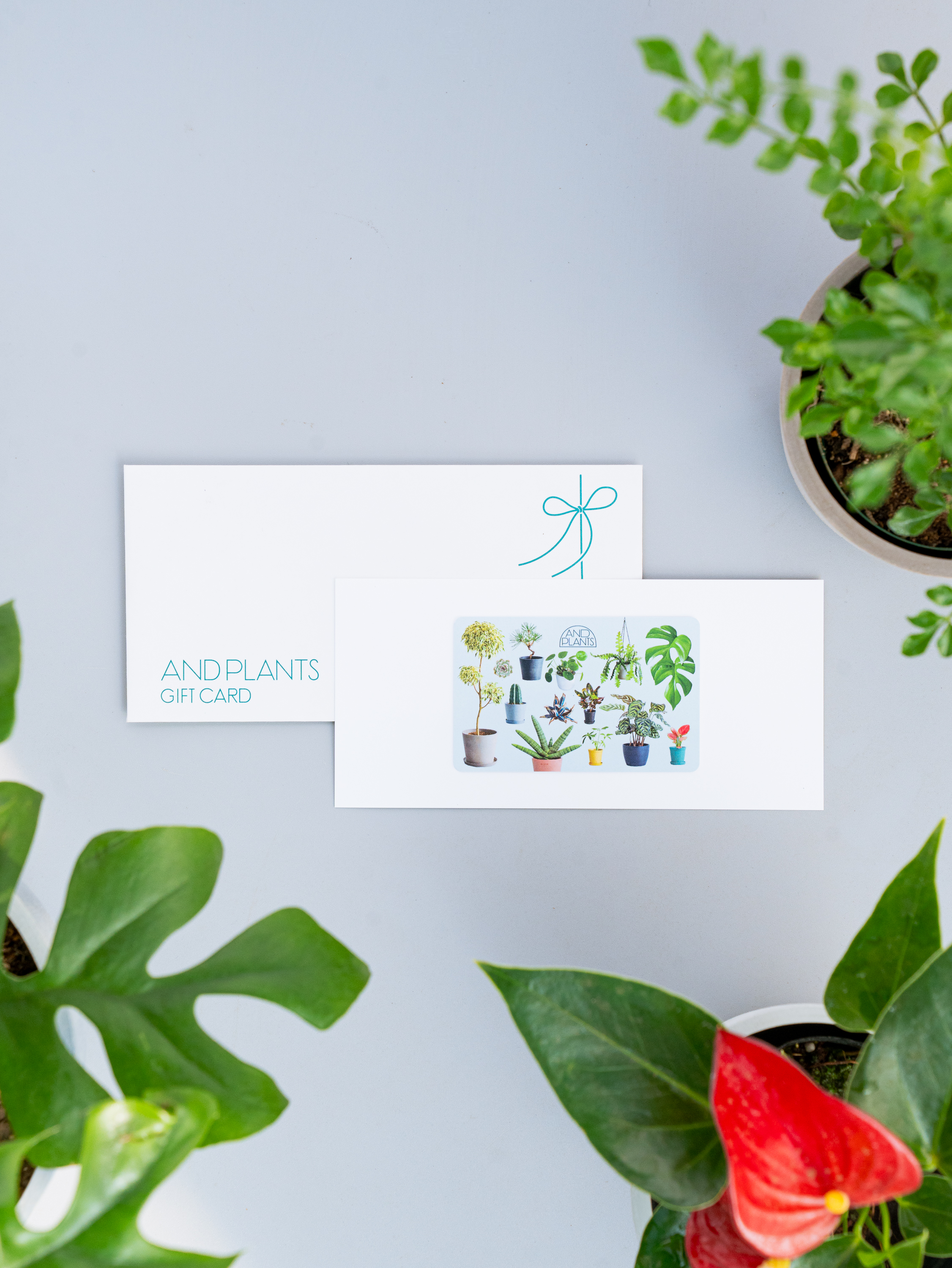 【観葉植物ギフトカード】Plants Gift Card 11000 | 観葉植物・お花の通販 AND PLANTS (アンドプランツ)